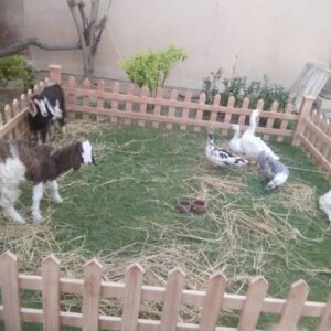 Mini farm