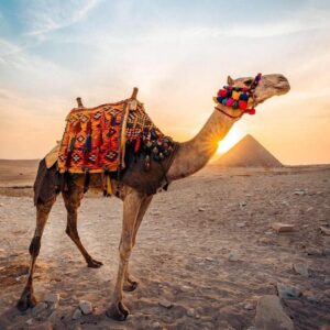 Camel